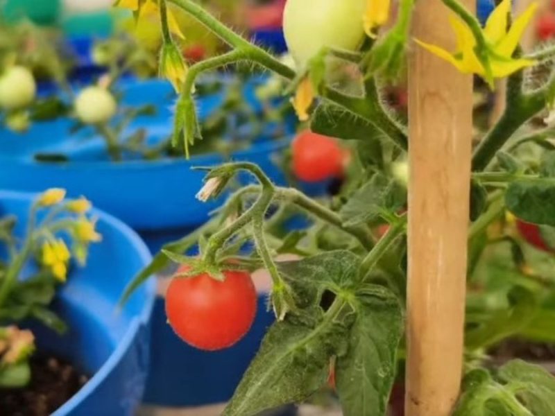 Crean biofertilizante de bajo costo en TecNM de Celaya