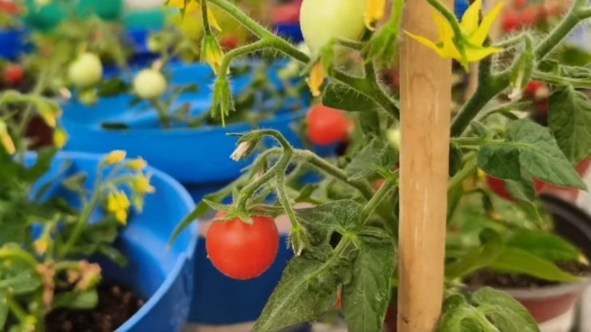 Biofertilizante TecNM 2
