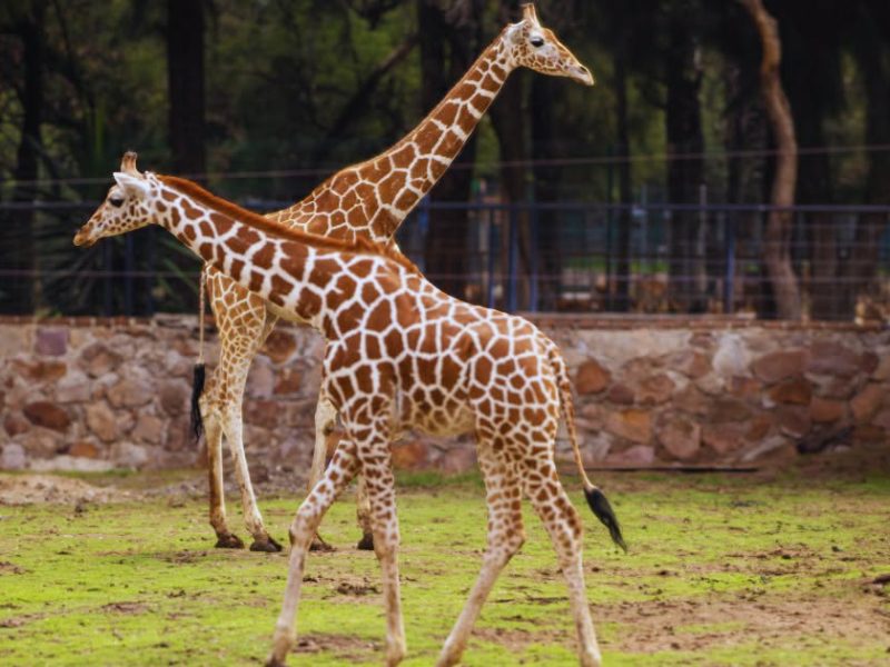 Luto en el Zoológico de León: Muere jirafa tras sufrir trágico accidente