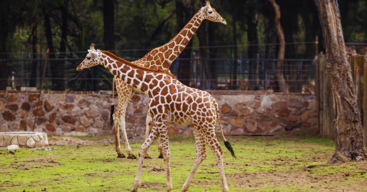 Jirafa muere en el Zoológico de León tras accidente