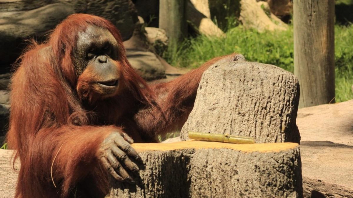 Orangután Tang 1