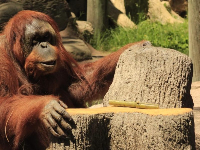 ZooLeón festeja el cumpleaños 42 de la querida orangután Tang