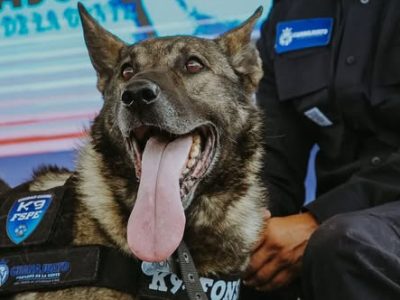 Perros policía K9 de Guanajuato: Así protegen la entidad y conquistan corazones