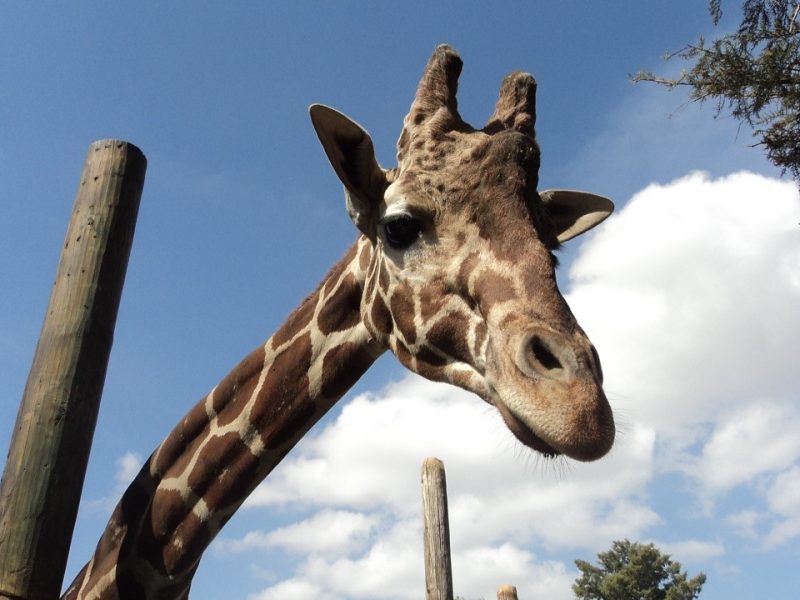 El Zoológico de Irapuato abrirá todos los días estas vacaciones de verano