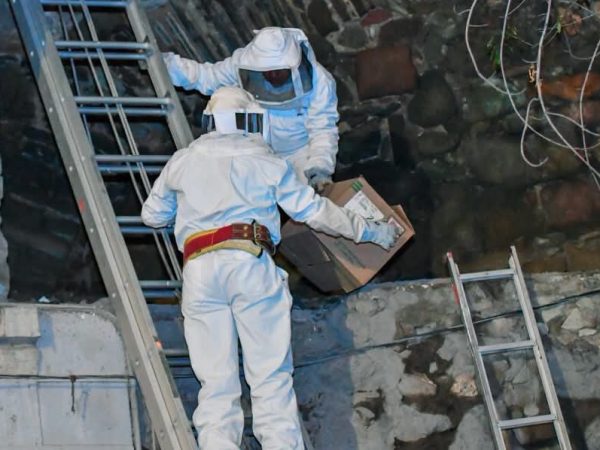 Reubican enjambres de abejas en Guanajuato capital tras atender a 16 personas por picadura