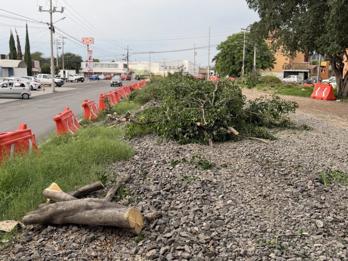Protestarán en Celaya por tala de árboles tras obra de tren; Alcalde acusa fines políticos
