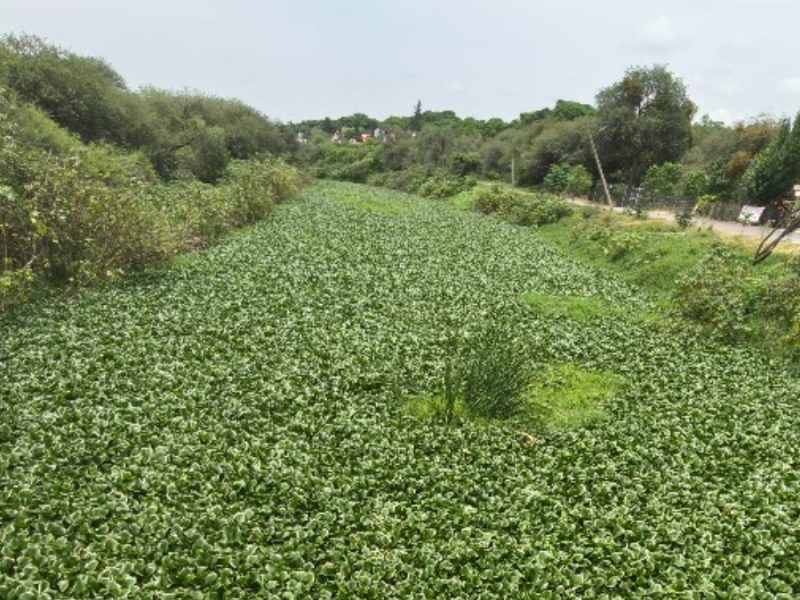 Exigen retirar lirio del canal de Huahuemba en Uriangato; Municipio espera llegada de maquinaria