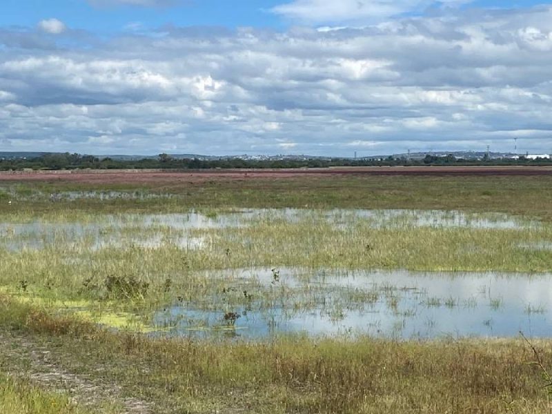 San Francisco del Rincón: Alistan mega reforestación en la Presa de Silva este 9 de julio