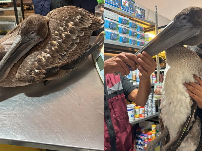 Rescatan a pelícano lesionado que vendían cerca de tianguis
