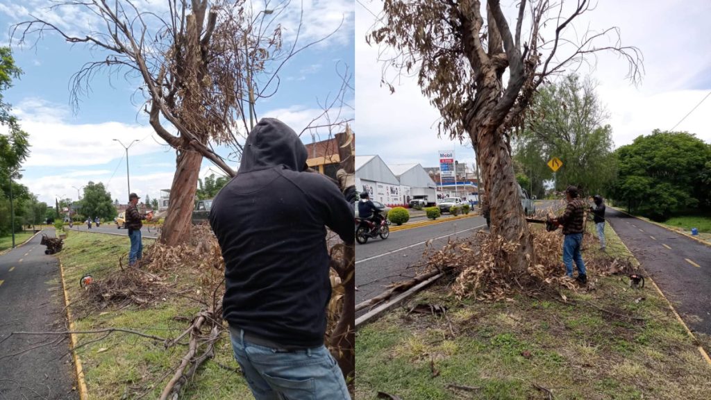 Retiran árboles secos de la 16 de septiembre en Moroleón; prometen reforestar
