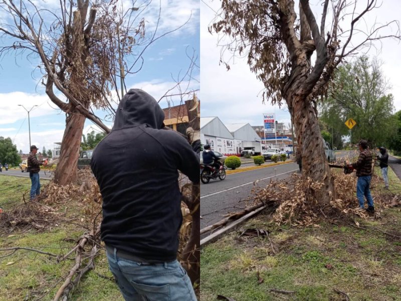 Retiran árboles secos de la 16 de septiembre en Moroleón; prometen reforestar