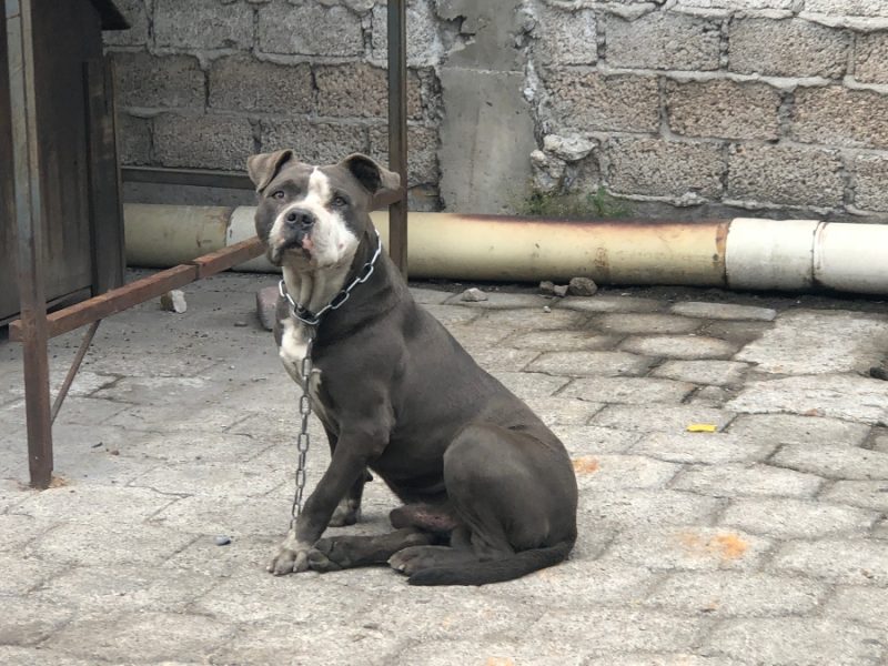 Animalistas buscan frenar legalmente el sacrificio y la eutanasia en Celaya