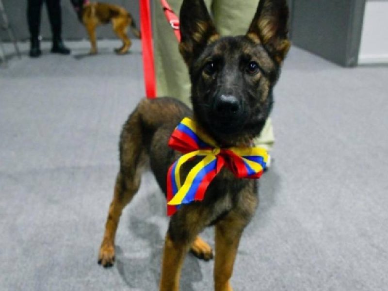 Dona Venezuela perrita belga malinois a México en agradecimiento por apoyo humanitario