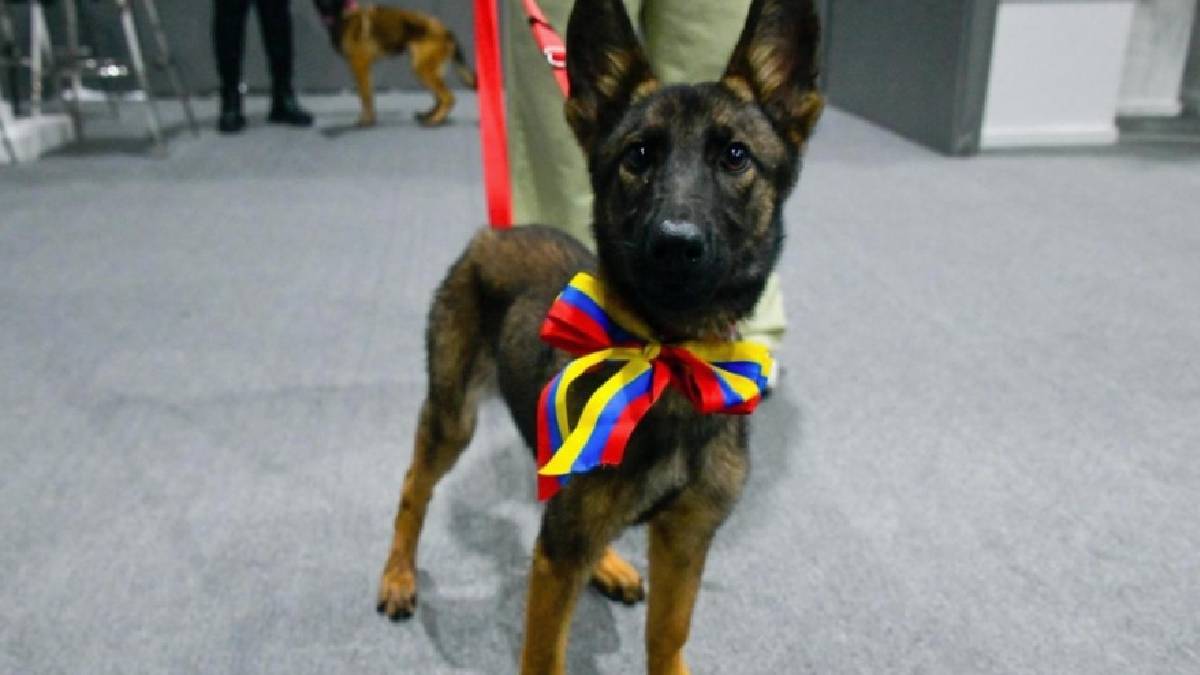 Venezuela dona perrita