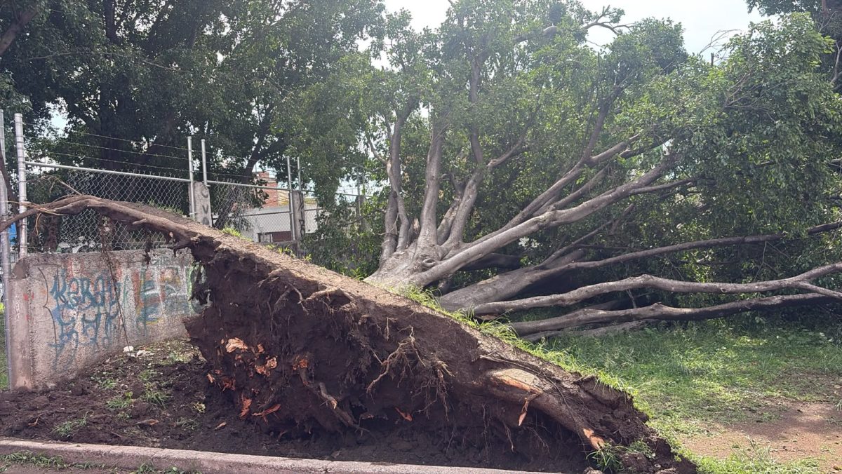 Lluvias derriban árbol en Irapuato