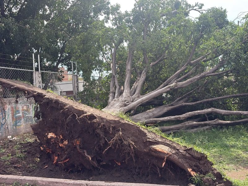 Lluvias derriban árbol en Irapuato