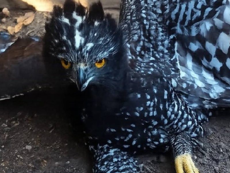 Histórico hallazgo: Avistan águila en peligro de extinción en la Sierra Gorda