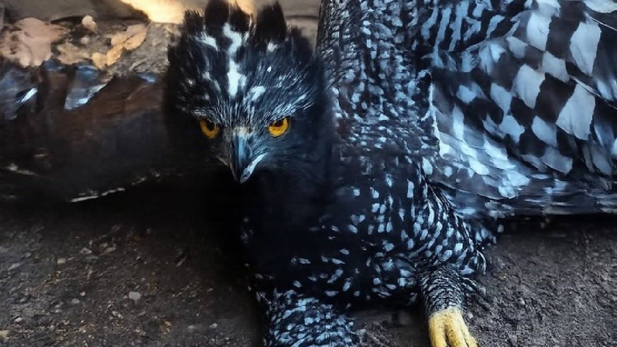 águila tirana Sierra Gorda