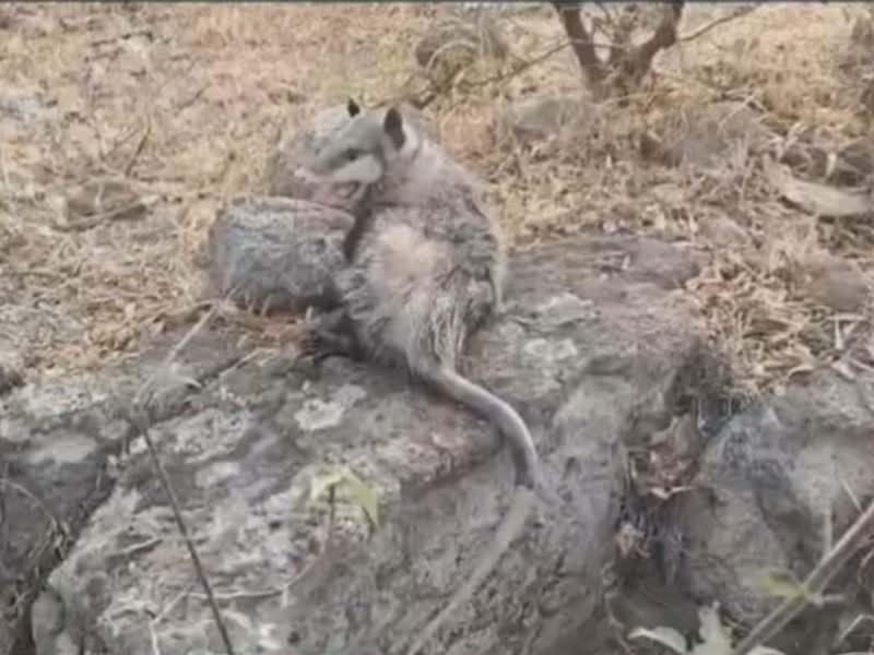 Alerta en Celaya: ‘Brotan’ animales silvestres de sus nidos por lluvias recientes