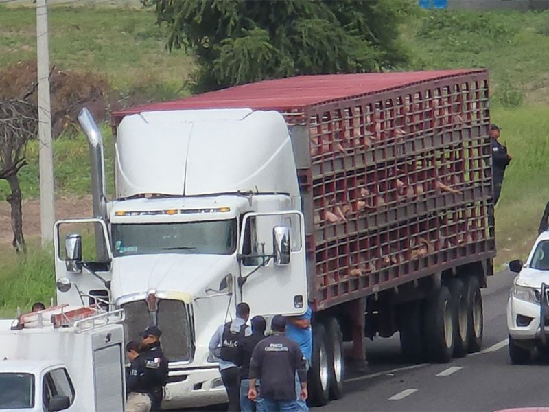 Cortazar: Frustran robo de camión con puercos y desatan balacera en la Panamericana