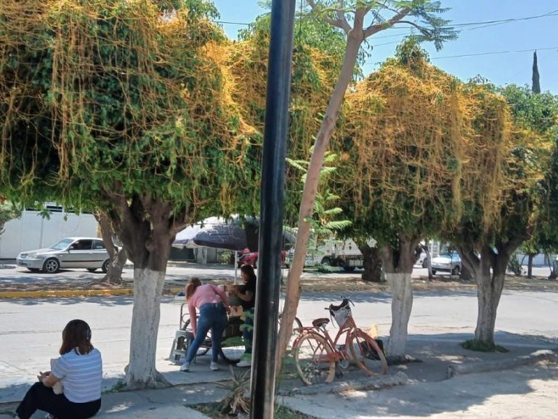 Piden no podar drásticamente árboles con plaga de cuscuta