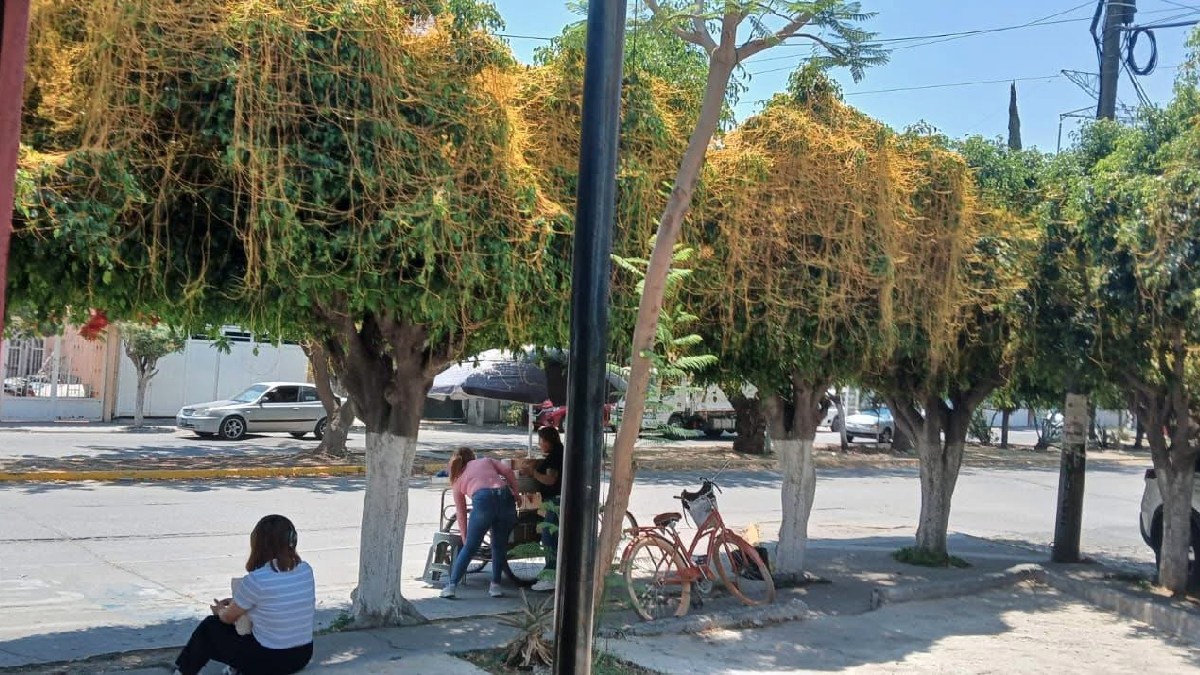 cuscuta en árboles de Celaya