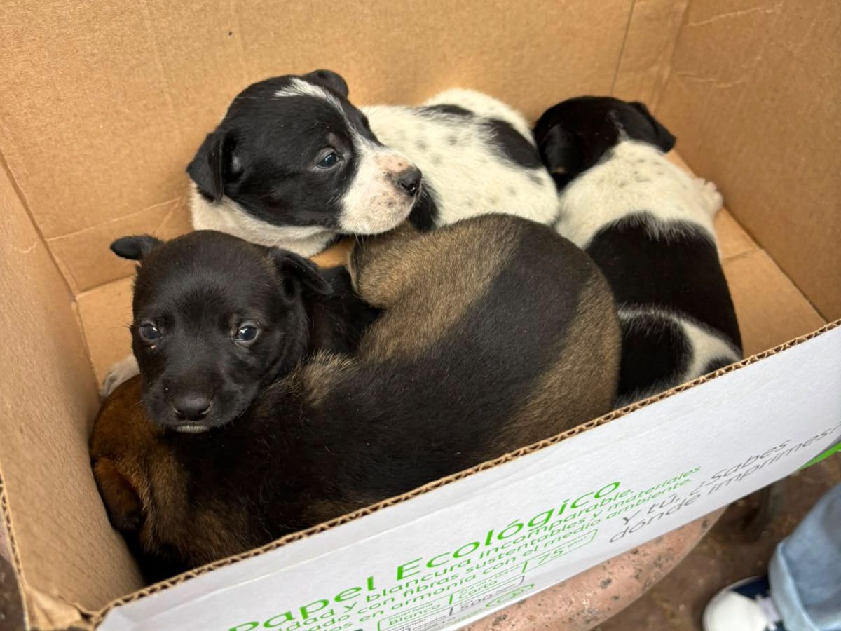 ¡Los dejaron en el Jardín! Salvan a 5 cachorritos abandonados en Purísima
