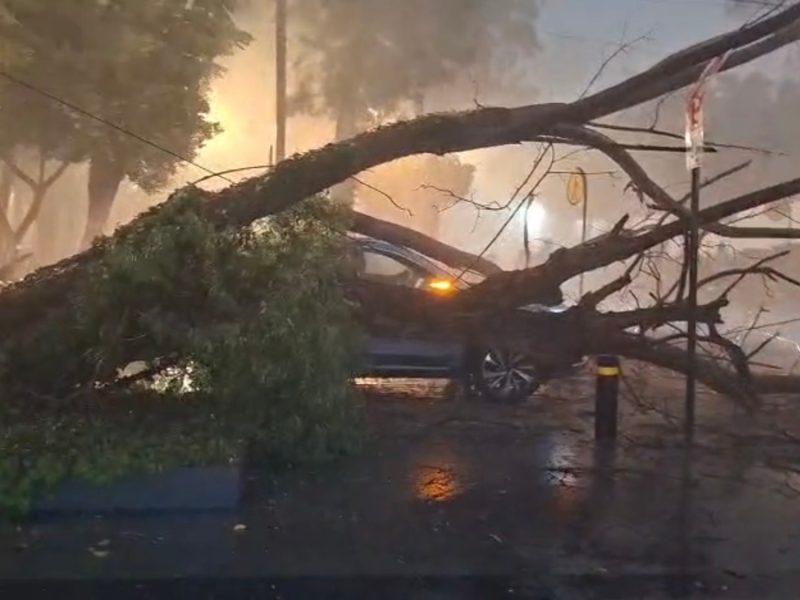Colapso de árboles, inundaciones y apagones dejó la tormenta de anoche en Celaya