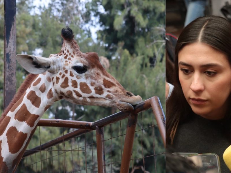 Curiosidad y falla eléctrica causan muerte de jirafa Oldie en ZooLeón