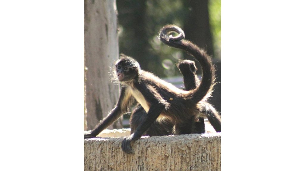 En ZooLeón mueren dos monos araña; reportan otros dos animales con cáncer