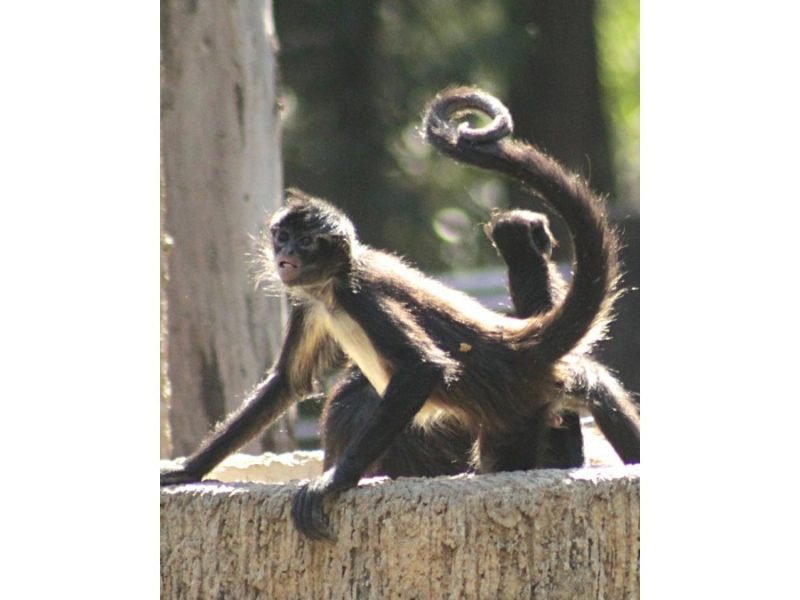 En ZooLeón mueren dos monos araña; reportan otros dos animales con cáncer