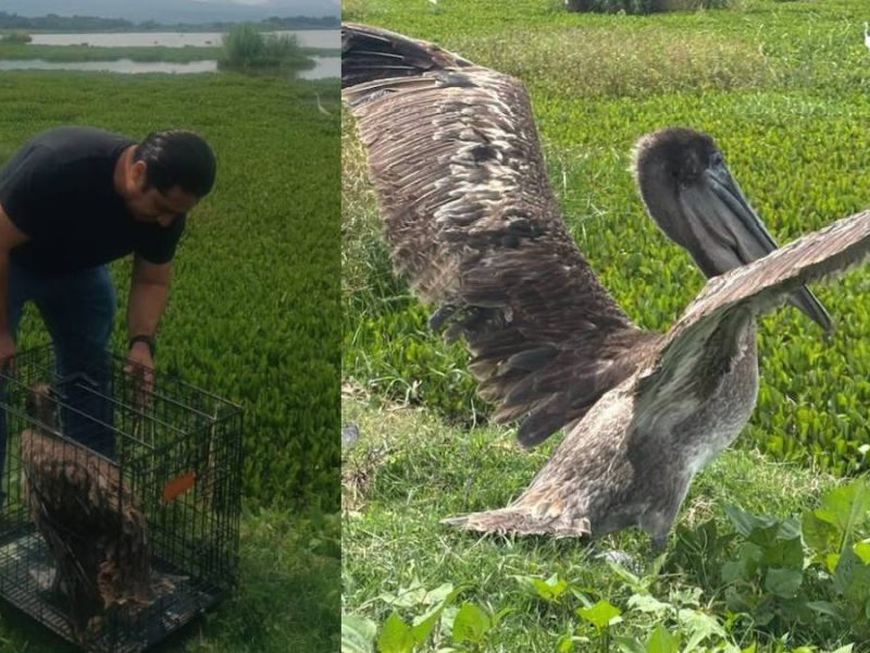 Iban a venderlo en el tianguis: Rescatan a pelícano en Salvatierra y lo liberan en Yuriria