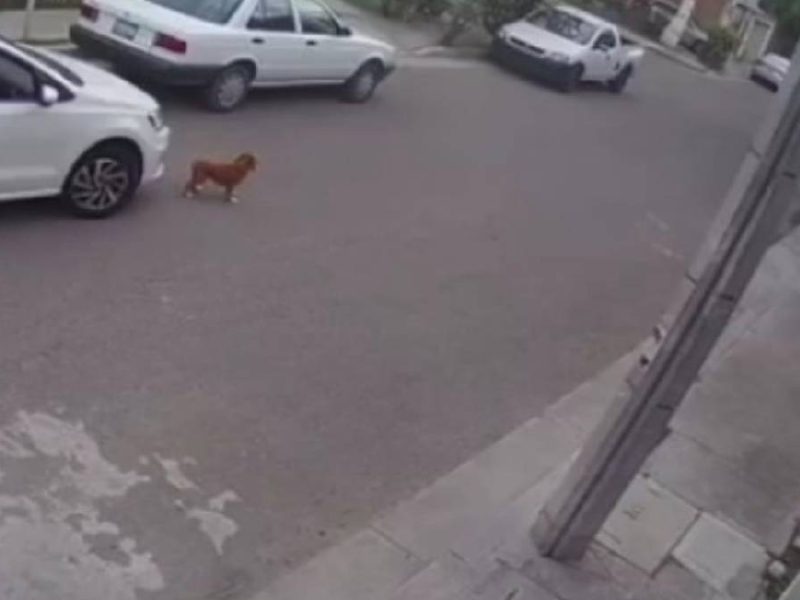 Atropellan a perrita Canela en Irapuato y vecinos se llevan el cuerpo en una bolsa