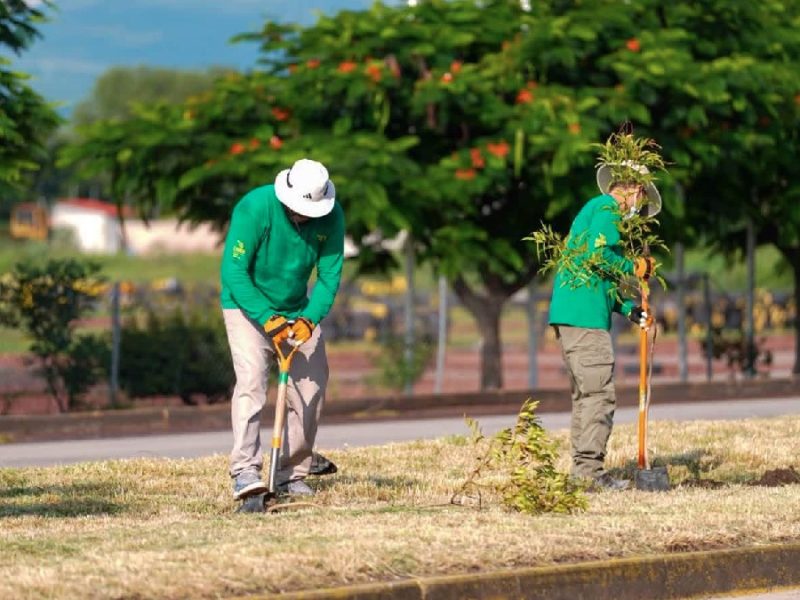 Reforestación en Celaya: Admiten que 80% de árboles fueron plantados por ciudadanos