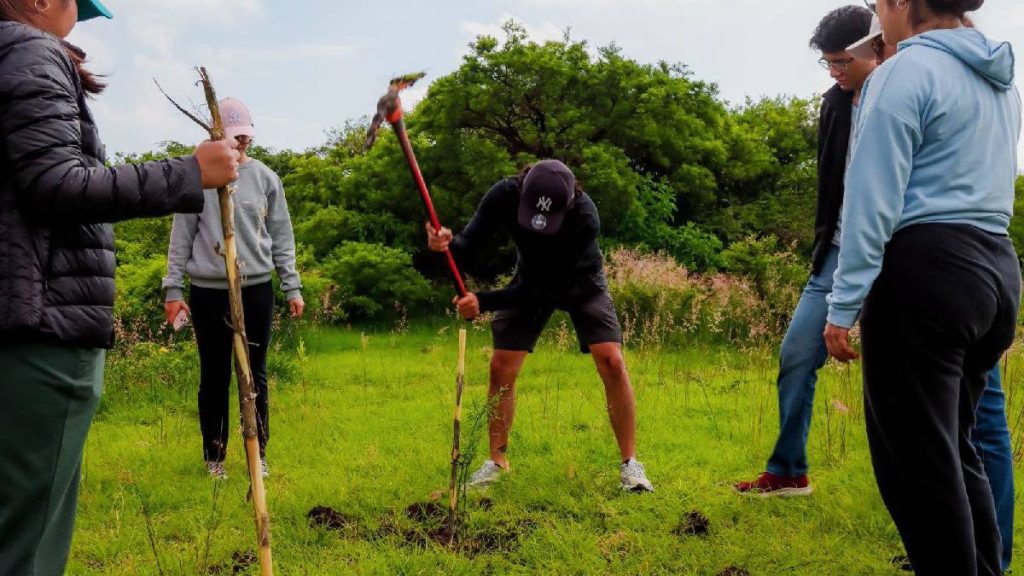 La reforestación en el sur de Guanajuato cae a menos de la mitad en 2026
