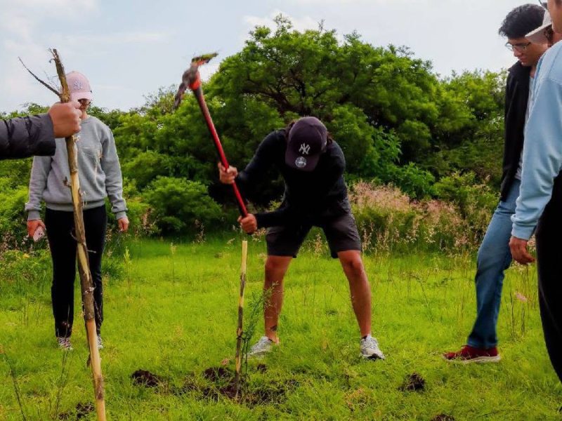 La reforestación en el sur de Guanajuato cae a menos de la mitad en 2026