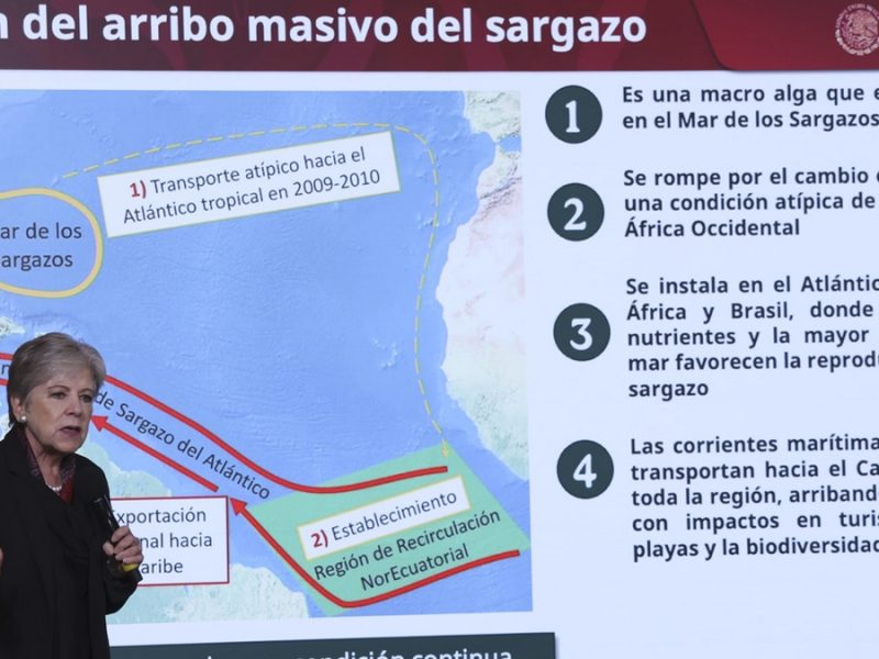 Llega 27 veces más sargazo a México: hasta 90 mil toneladas navegan en la región