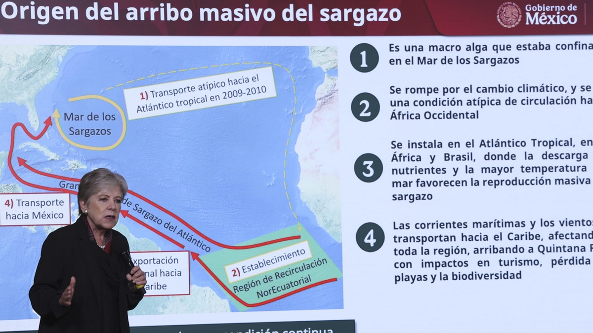 sargazo Caribe mexicano