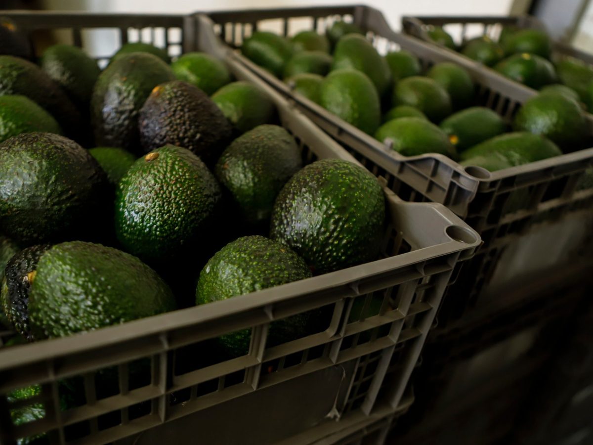 Las causas detrás del freno a la exportación de aguacate michoacano a Estados Unidos