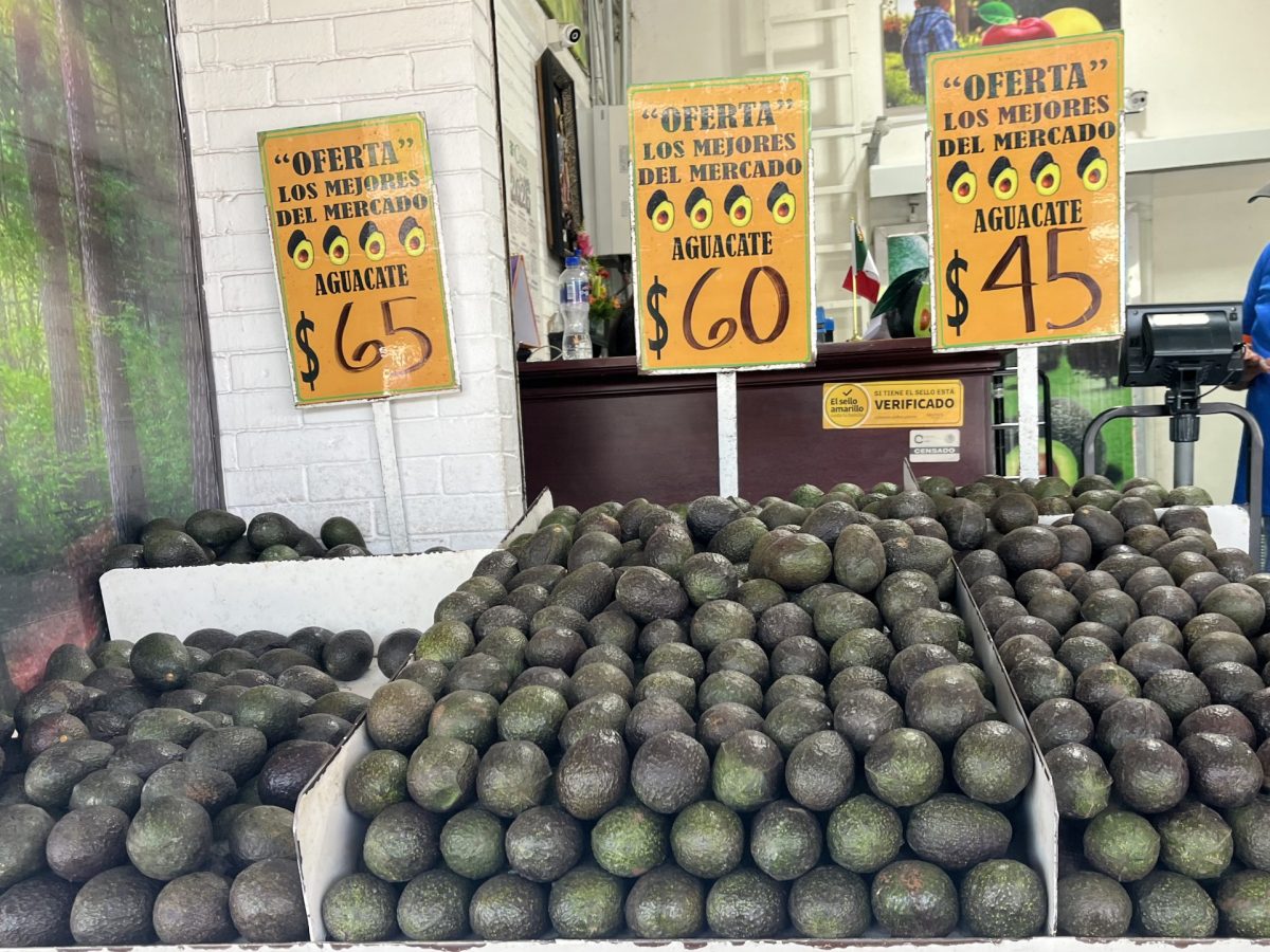 Freno a exportación de aguacate aún no altera precios en Central de Abastos de León