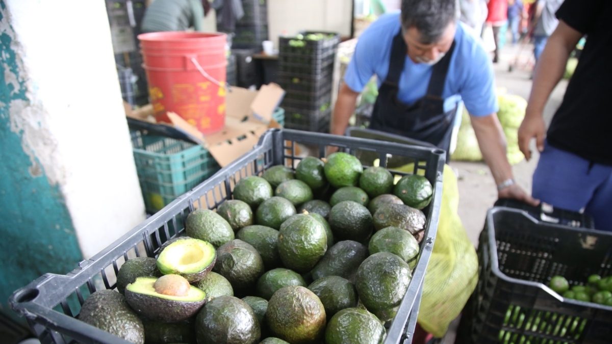 Aguacate Michoacán