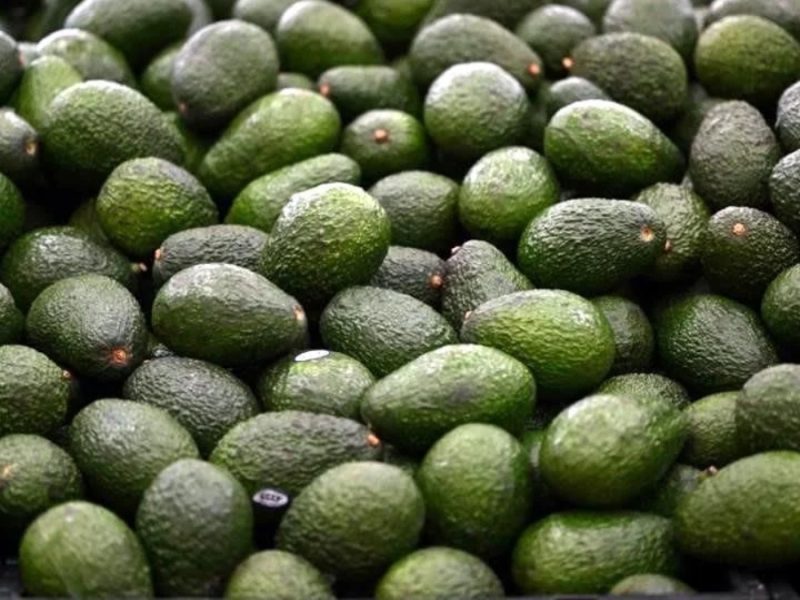 Reanuda EU “a medias” inspección de aguacate mexicano y reactivan exportación