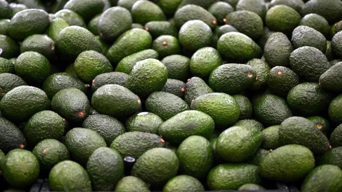 Aguacate inspección exportación