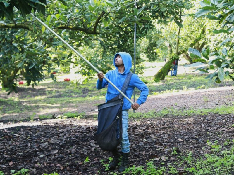 Aguacateros celebran el reinicio de las exportaciones a EU pero el temor continúa