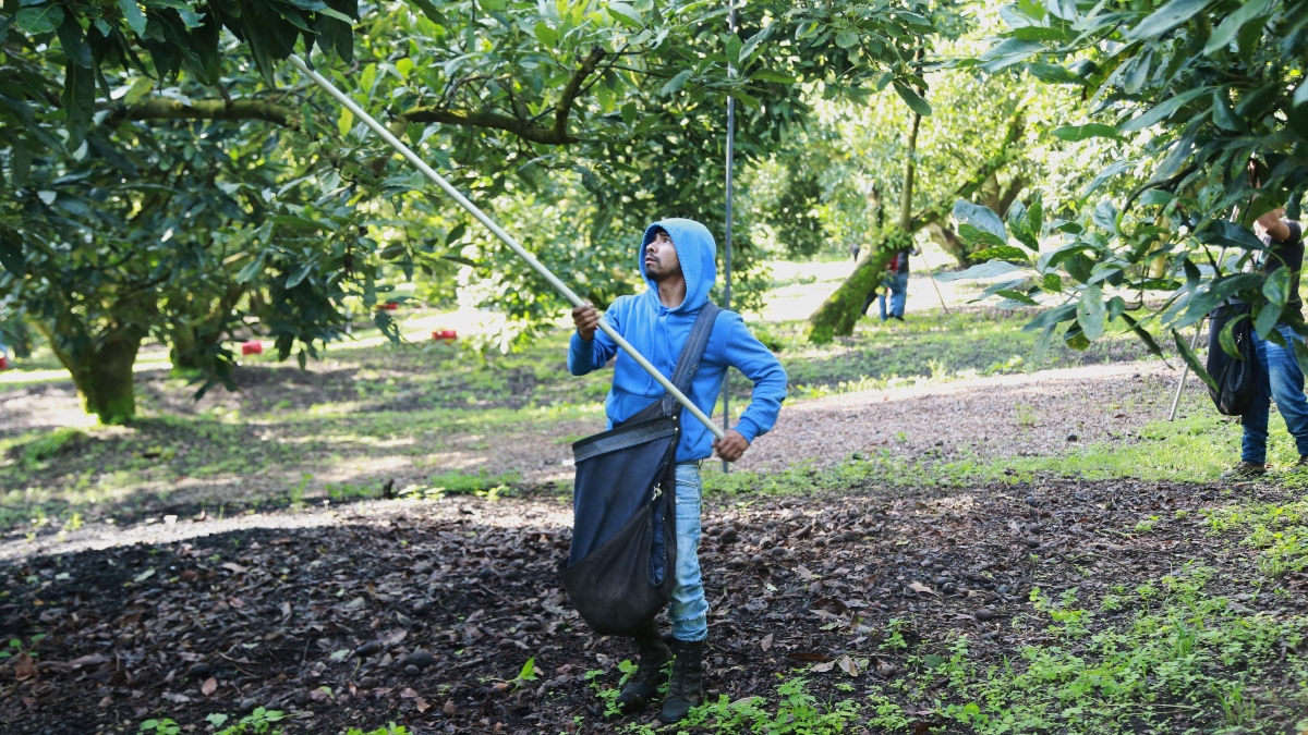 Aguacateros