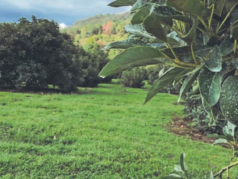 Golpe al campo: EU pone bajo la lupa al jalapeño, lechuga, aguacate y ganado mexicanos