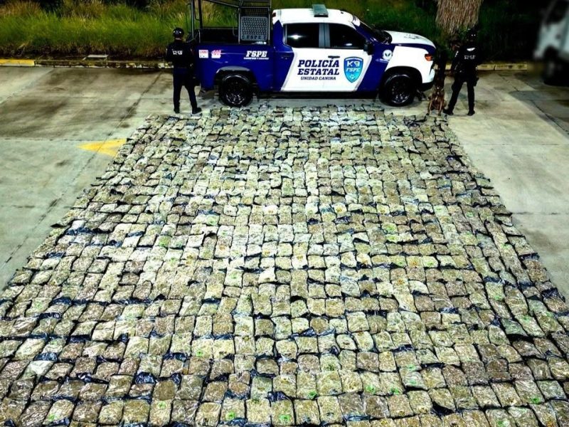 El perro ‘Orkan’ de las FSPE detecta media tonelada de marihuana en León