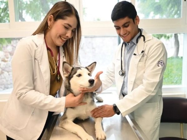Día del Veterinario: La labor por el bienestar animal en León 