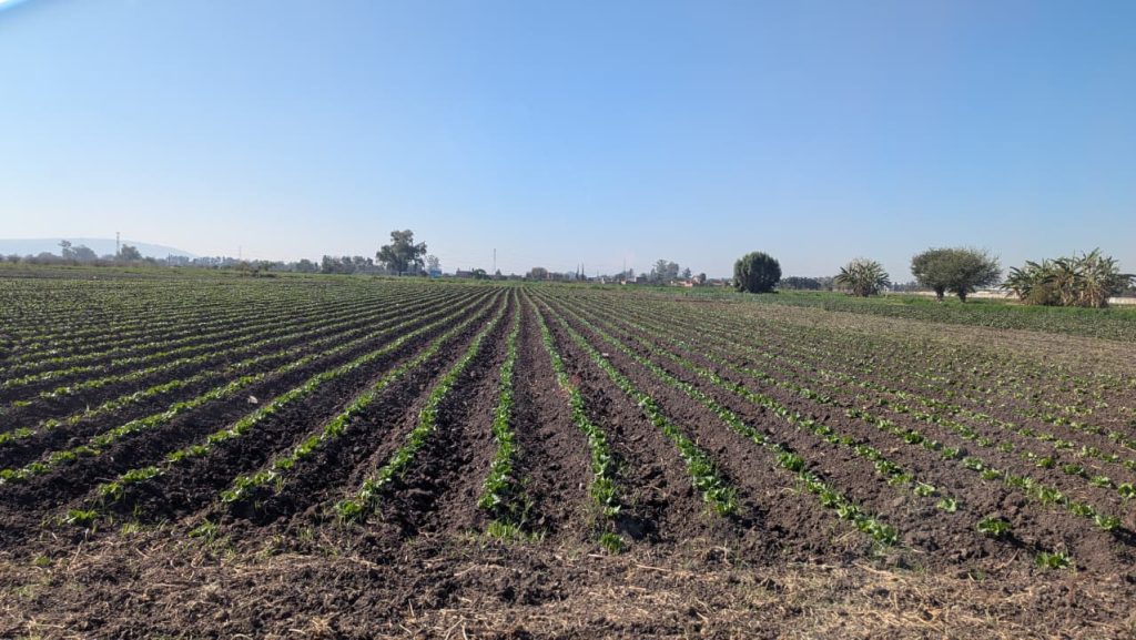 Golpe a la fresa de Irapuato: Peligran 933 MDD por investigación antidumping en EU