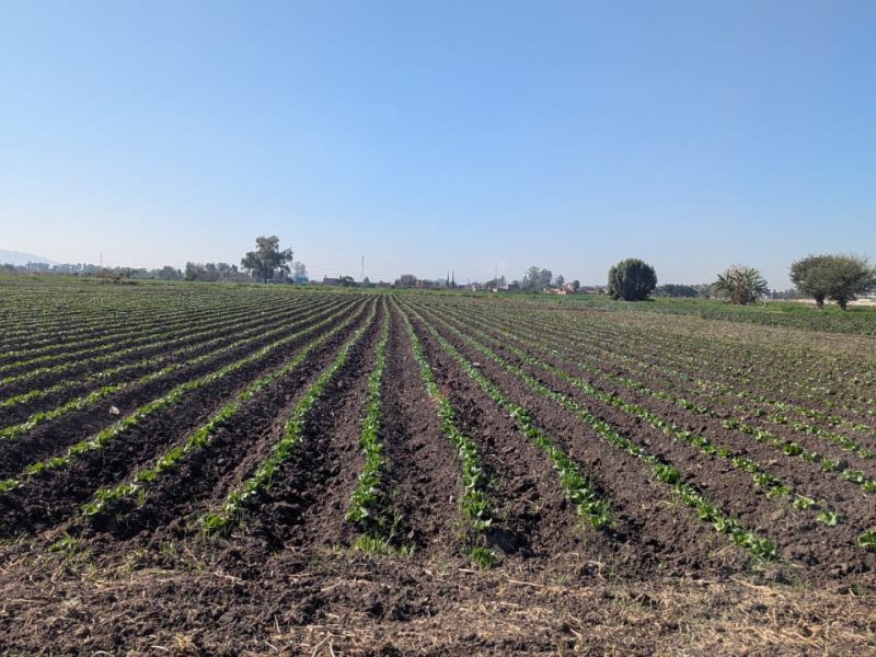 Golpe a la fresa de Irapuato: Peligran 933 MDD por investigación antidumping en EU